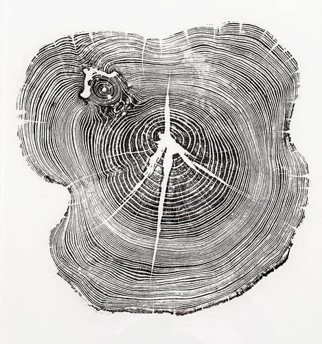 Tree Ring Art, Original Hand Pressed Relief Print, Tree Slice Art, 26x30 Inch Print, Woodcut Art Print, Appalachian Mountain Tree Ring Print