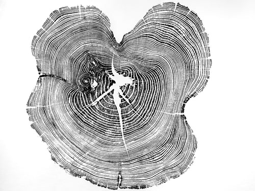 Tree Ring Art, Original Hand Pressed Relief Print, Tree Slice Art, 26x30 Inch Print, Woodcut Art Print, Appalachian Mountain Tree Ring Print